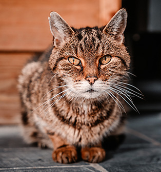 Vieux chat brun couché au soleil