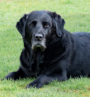 Senior black dog