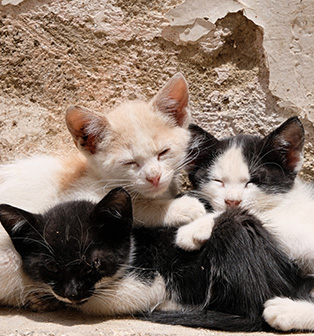 Group of kittens cuddling together