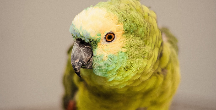 Green bird on a cage