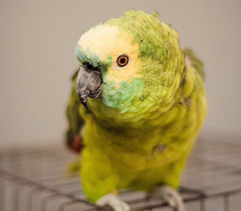 Oiseau vert sur une cage