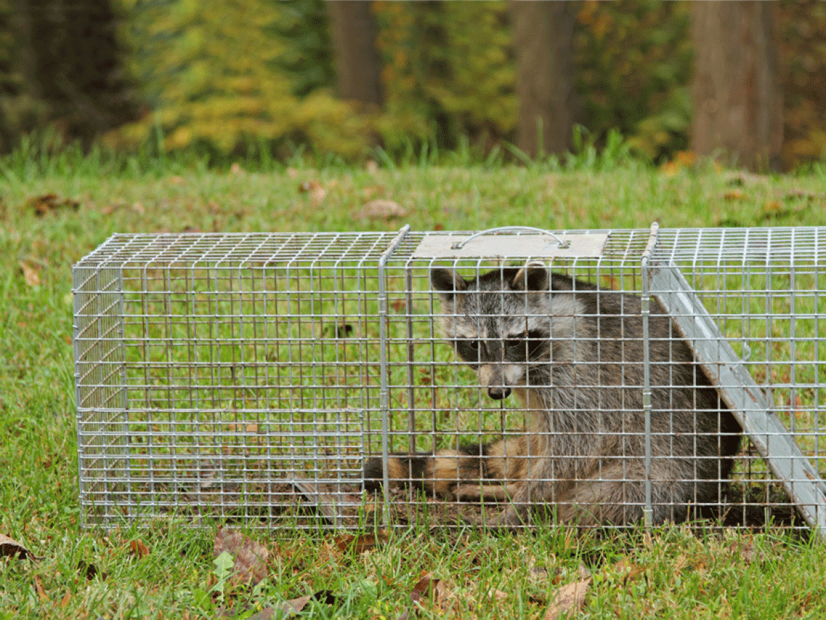 Raccoon in a cage