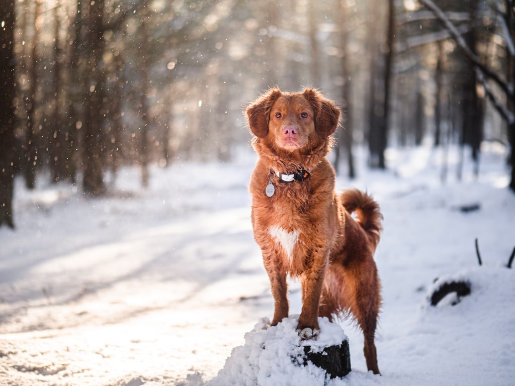 Chien dans la neige