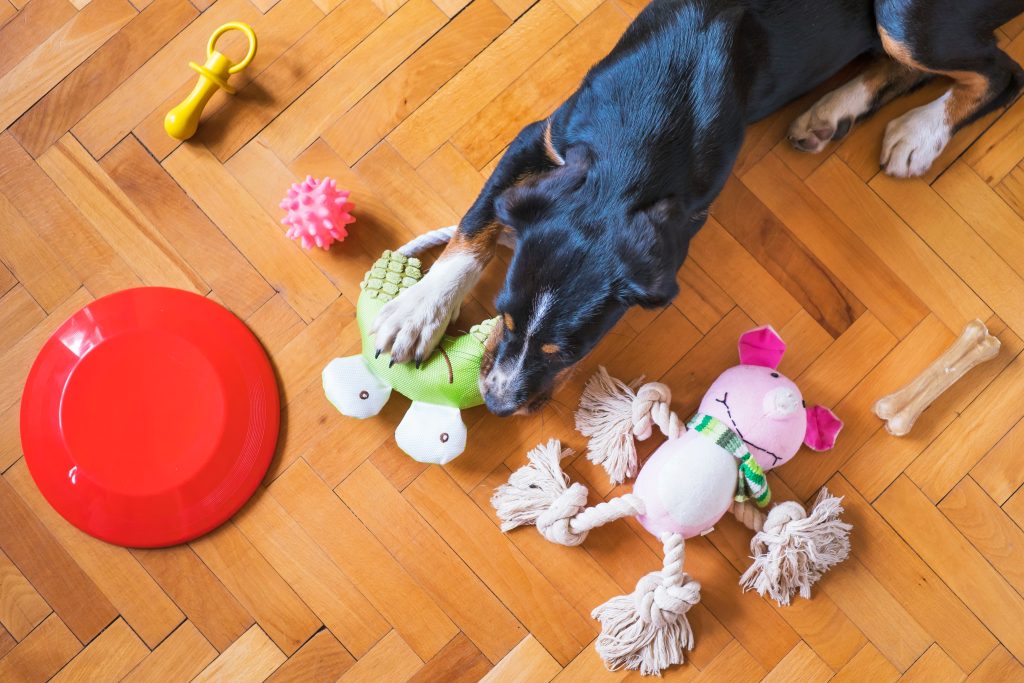 Chien avec plein de jouets