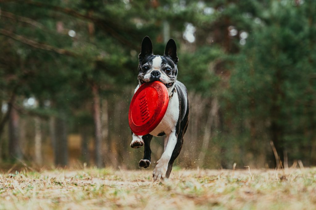 Chien qui joue au freesbee