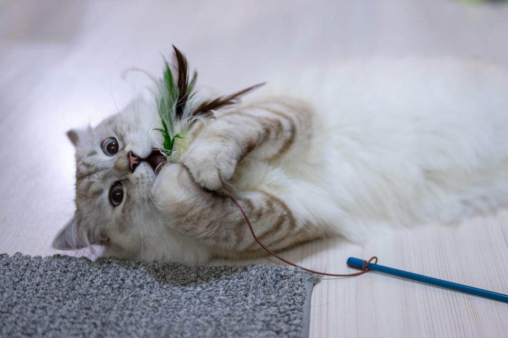 Chat qui joue avec un jouet à plume