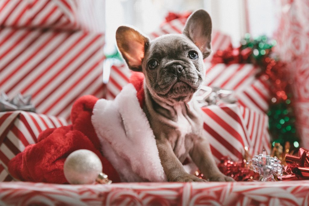 Chiot avec des cadeaux de Noël