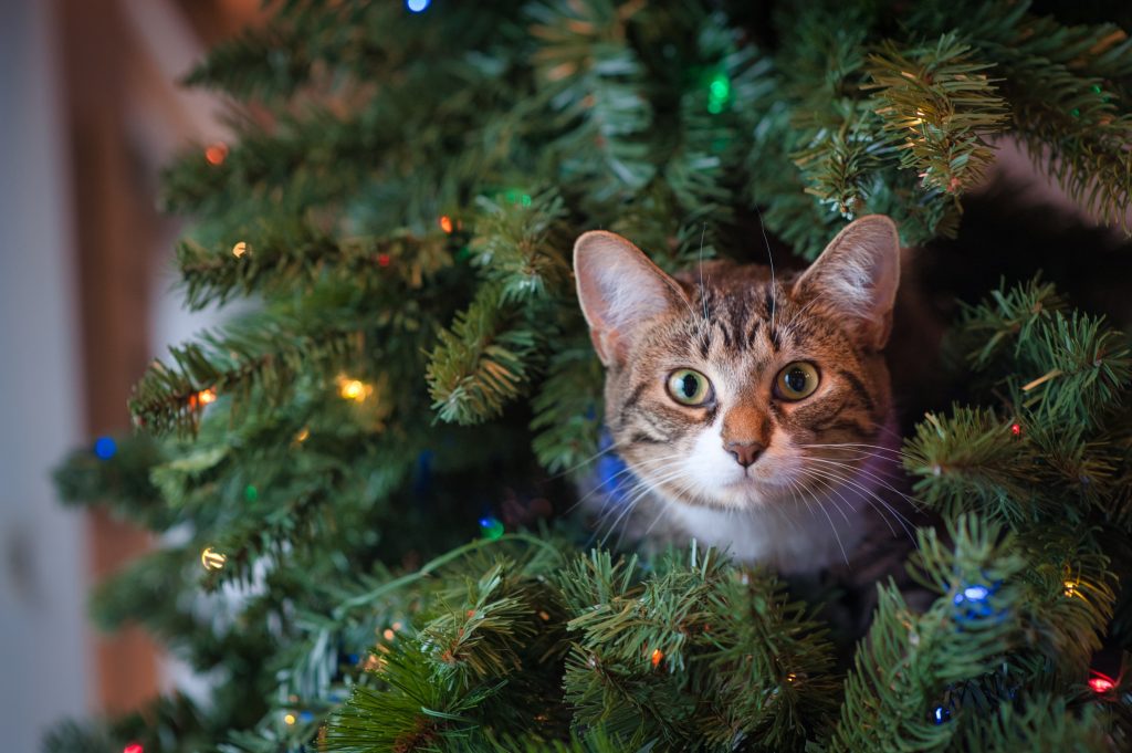 chat dans un sapin de Noël