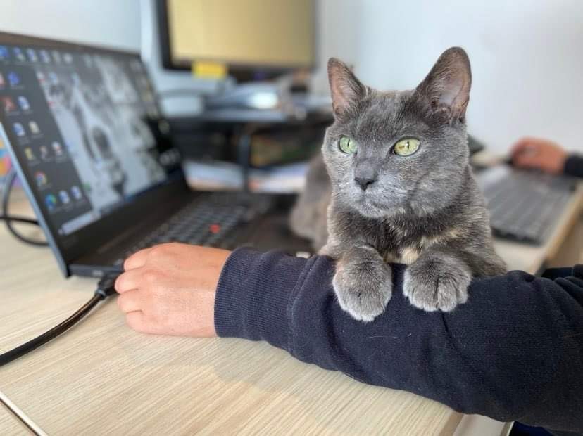 Personne travaillant à l'ordinateur avec un chat sur le bras.