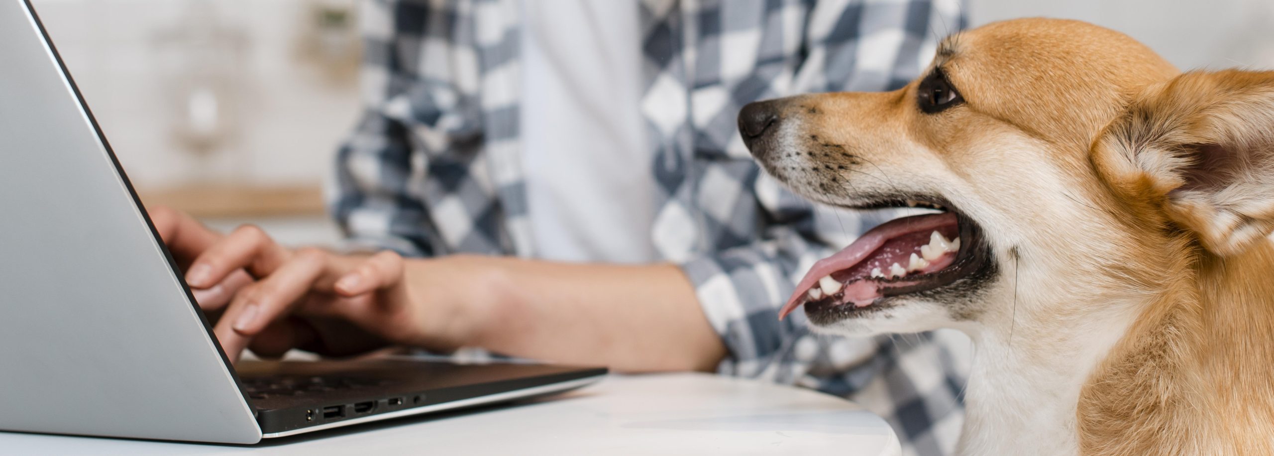 Personne qui travaille sur un ordinateur portable avec un chien corgi