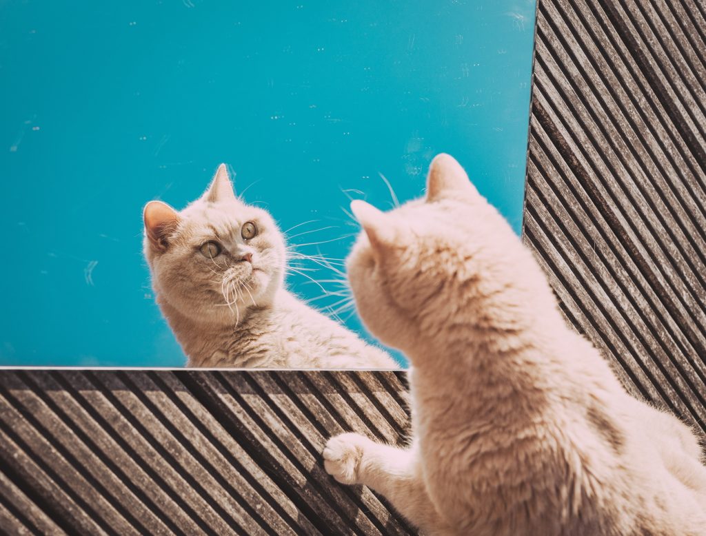 chat qui se regarde dans un miroir