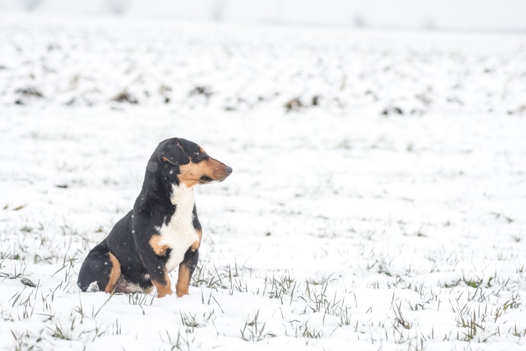 chien dans le froid et la neige
