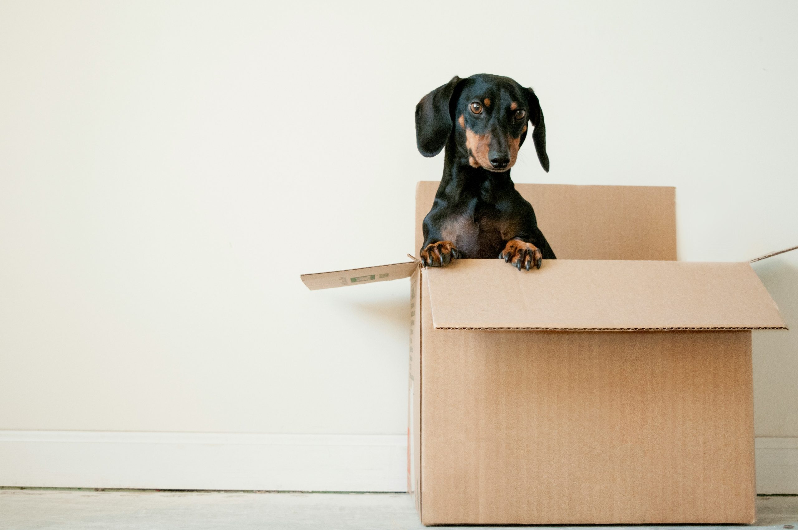 Petit chien noir dans une boîte en carton