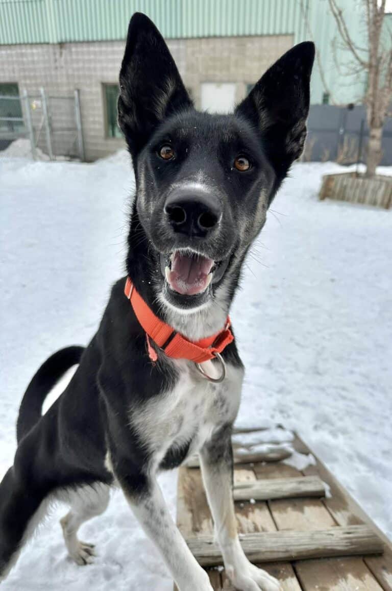 Bolt