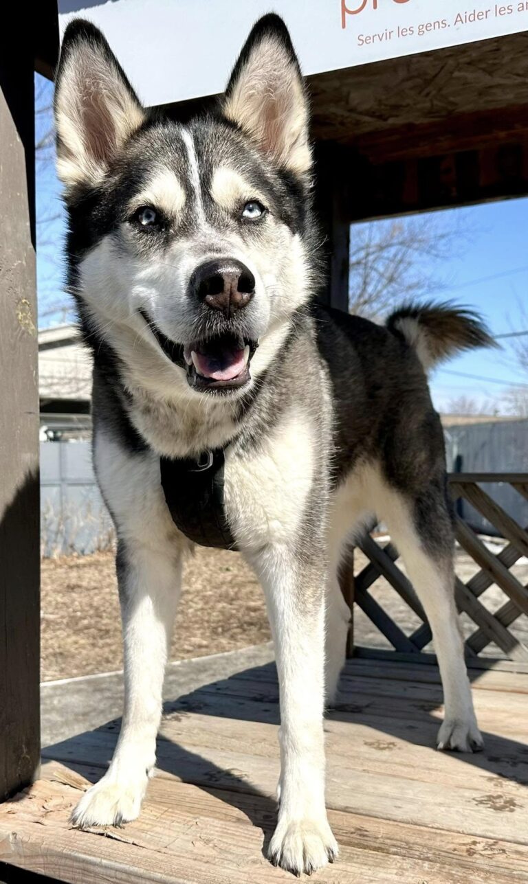 Jack