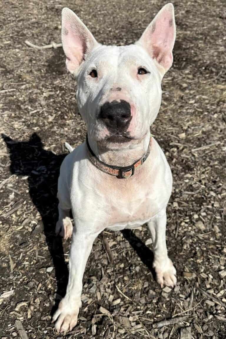 Molly