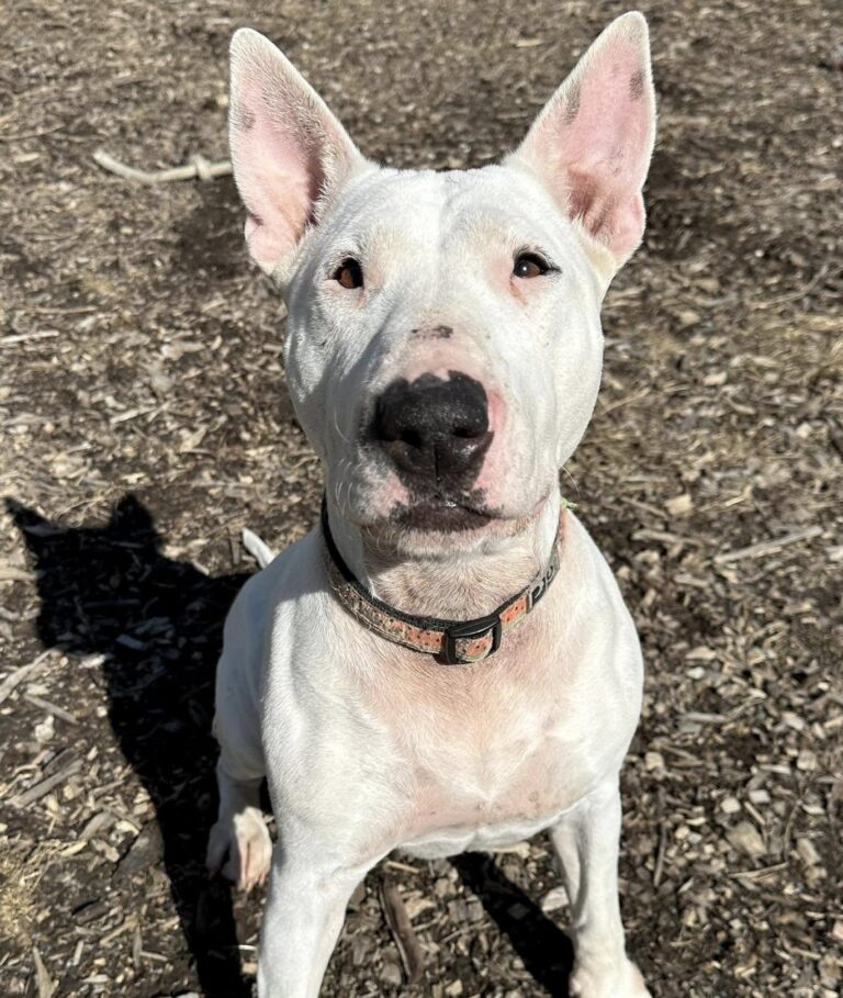 Molly