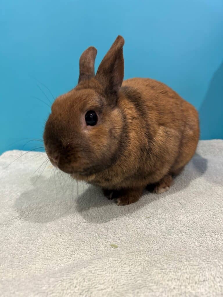 Enzo