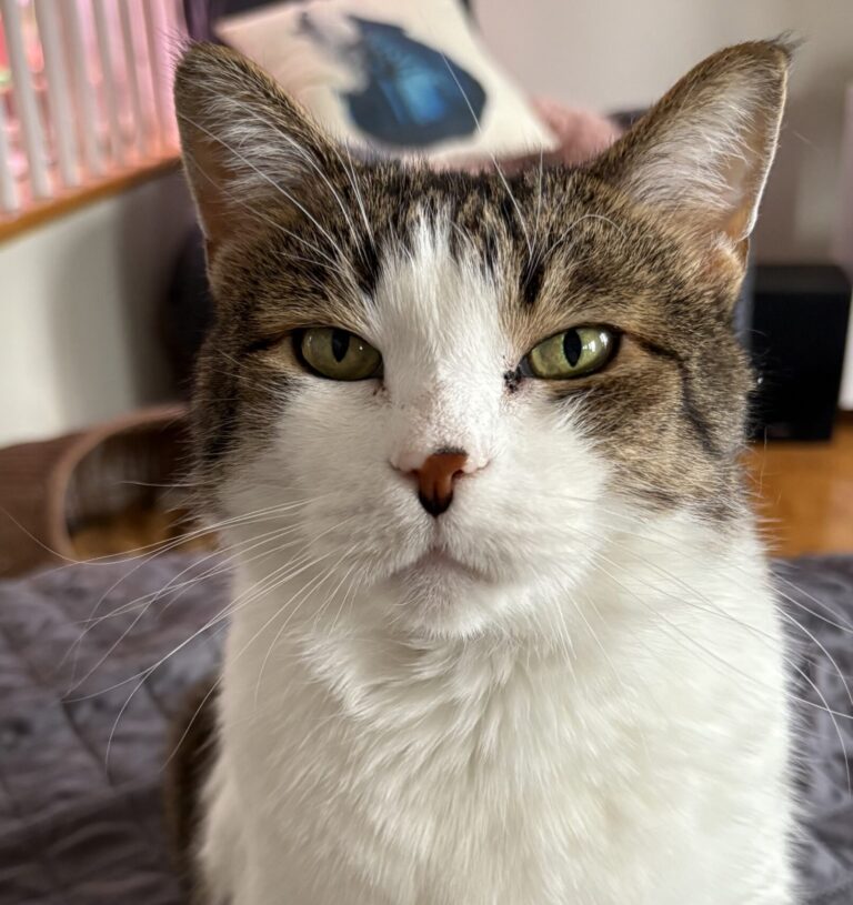 Maurice