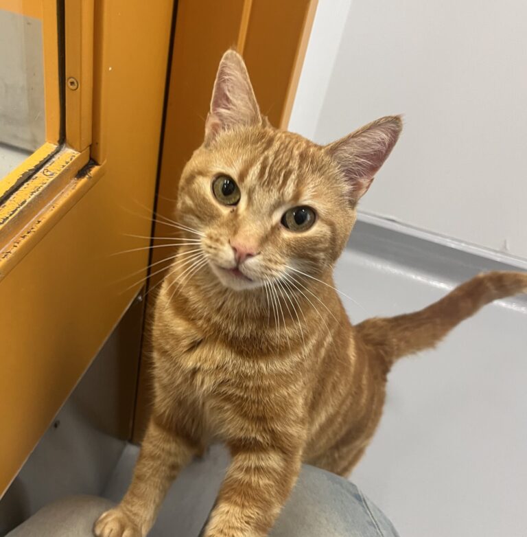 Henry
