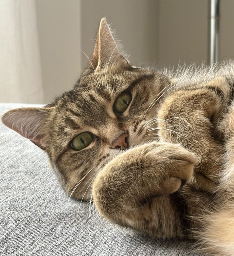 Molly