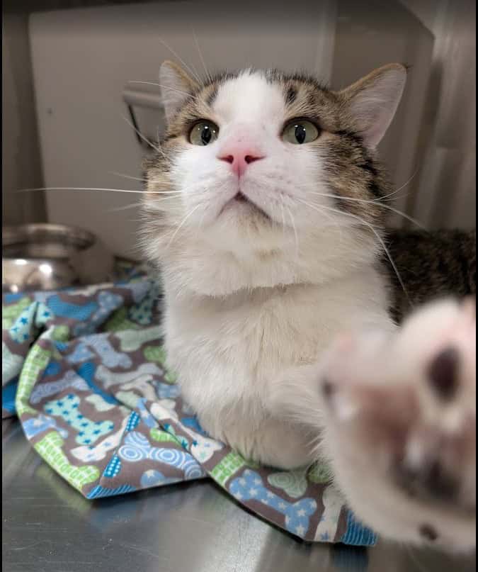 Leo