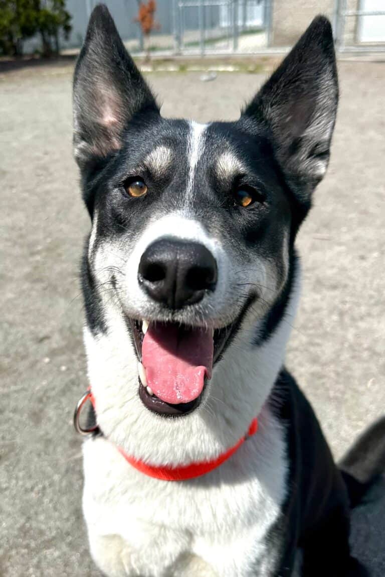 Nanook
