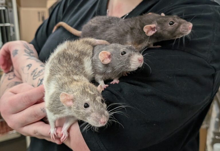 Moo, Voodoo, Grey, Ghost and Flower
