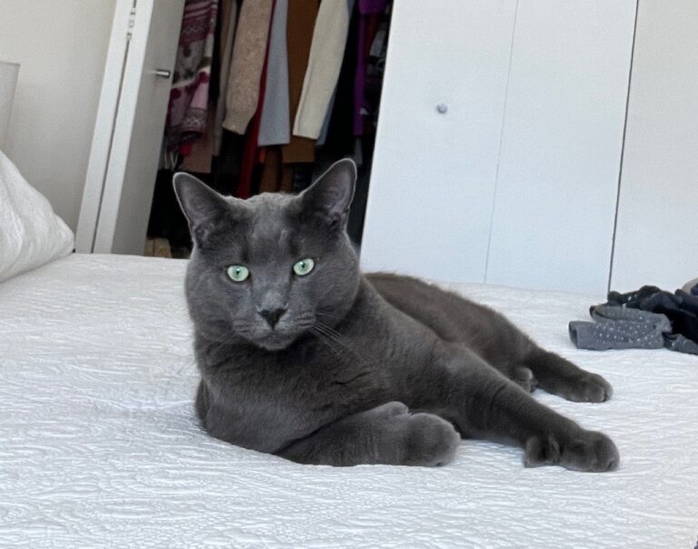 Picasso