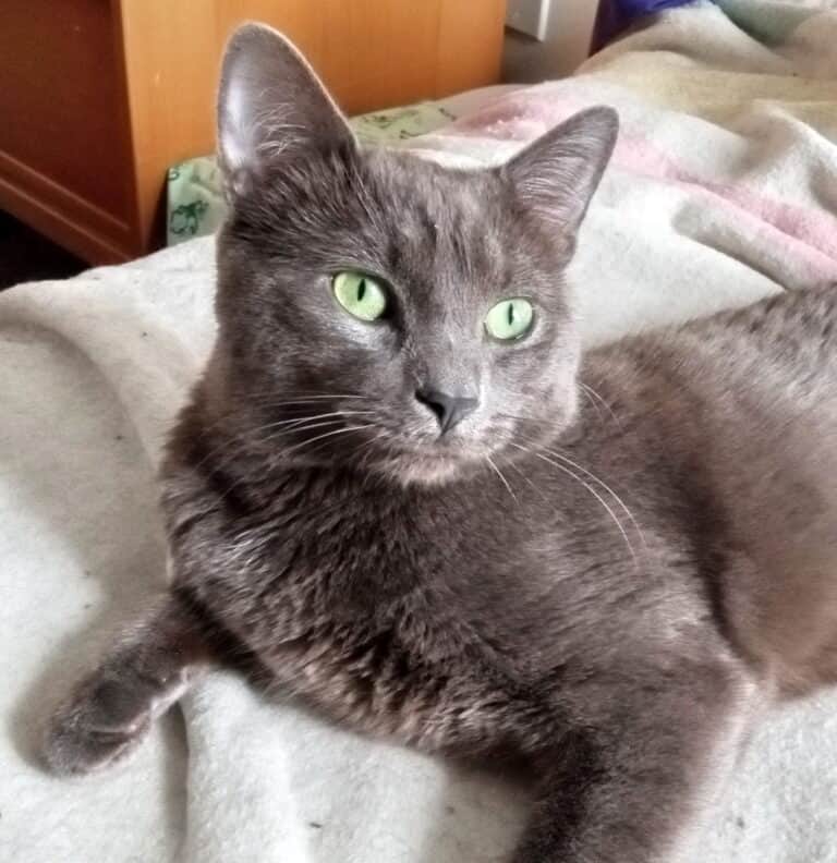 Scratchy