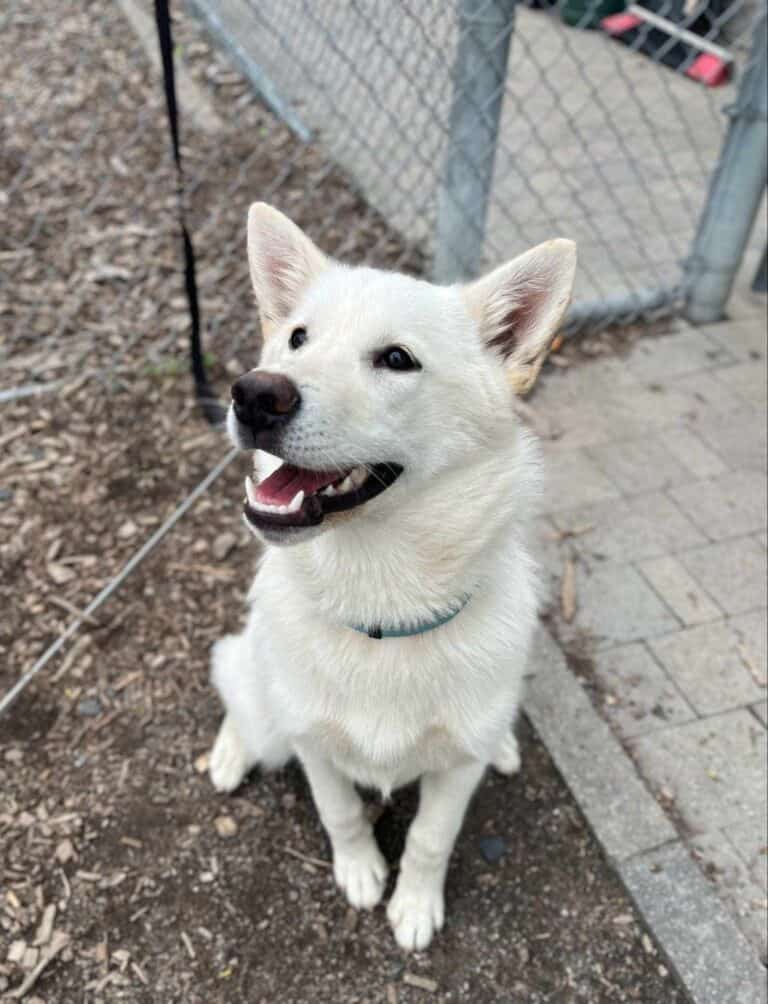 Snowball