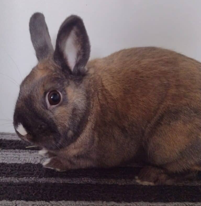 Capy
