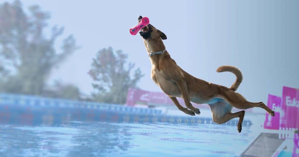 chien faisant du dock diving